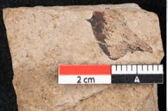 Foto (Detailansicht) von Araucaria sternbergii Goeppert (NHMW-GEO-2024-0188-8282)